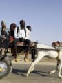 أصداء السودان تتردد في مهرجان الدوحة السينمائي 2025 في عرض مميز للأفلام والموسيقى الحيّة 