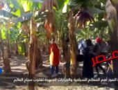 شاهد بالفيديو … جزيرة الموز بالأقصر.. واحة خضراء تمزج سحر النيل بروح الريف المصري تعليق شيرين الشافعى