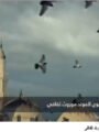 شاهد بالفيديو  … عروسة وحصان المولد.. حكاية من قلب التراث المصري تعليق شيرين الشافعي