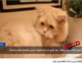 شاهد بالفيديو | القطط.. حكاية مصرية عمرها آلاف السنين ورسالة تتجاوز الاحتفال إلى الرفق بالحيوان