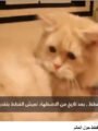 شاهد بالفيديو | القطط.. حكاية مصرية عمرها آلاف السنين ورسالة تتجاوز الاحتفال إلى الرفق بالحيوان